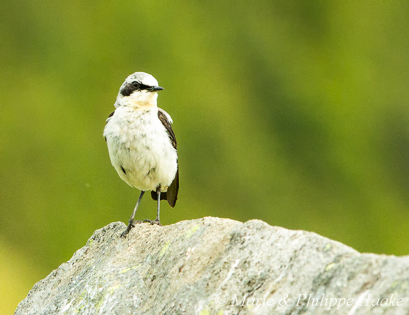 Traquet 3587.jpg - Traquet motteux, Oenanthe oenanthe, Northern Wheatear (Runde, Norvège, juin 2012)